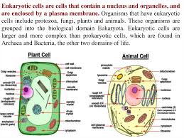 Both animal and plant cells are eukaryotic cells and have several similarities. Introduction To Biology Forms Of Life Biology Of The Cell Prezentaciya Onlajn