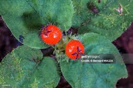 Image result for Geophila repens