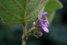 Image result for Polhillides