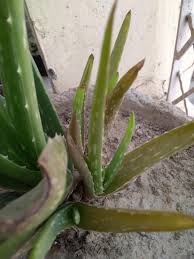 Aloe vera is gel from the leaves of aloe plants. My Aloe Vera Is Turning Brown Please Help Plantclinic