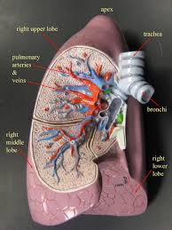 Find here anatomical models, anatomy models manufacturers, suppliers & exporters in india. Biol 218 Human Anatomy