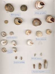 It is situated approximately 40 kilometres south of xunantunich and the town of san ignacio cayo. Caracol Moluscos Invertebrados Reino Animal Fauna Fauna Aragon