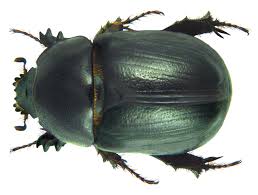 Image result for Pentodon pentandrus