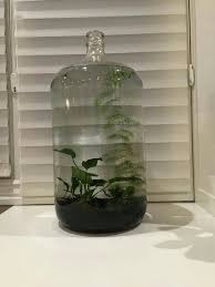 Closed Eco Water Terrerium Aquatic Ecosystem Aquatic Plants Water Terrarium