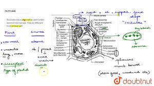 Check spelling or type a new query. Illustrate Only A Plent Cell As Seen Under Electron Microscope How Its Different From Animal Cell Youtube