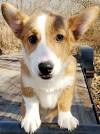 Pembroke Welsh Corgis for Sale in Fayetteville, AR | Dogs ...