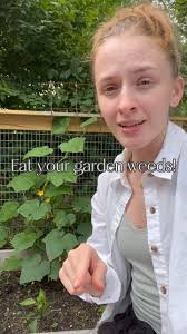 Purslane is popping… here’s how to use it 👇, The first time I ate purslane  was out of my best friend Matt’s garden plot last year. I think I asked him  20 times if he was sure he identified it ...