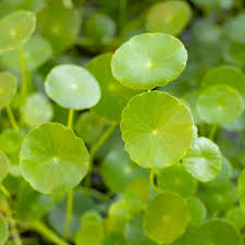 Image result for Hydrocotyle