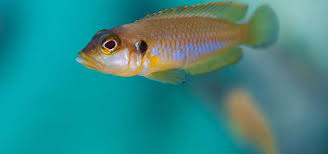 Image result for Mystacidium tanganyikense