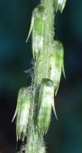 Image result for Achyranthes aspera