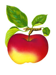 Free Digital Vintage Fruit Red Apple Graphics Beitigheimer Fruit Clipart Clip Art Apple Fruit
