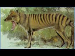 Animal X Natural Mystery Unit The Mystery Of The Thylacine Thylacine Mystery Unit Tasmanian Tiger