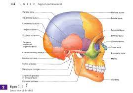 Skull Labeled Skull Labeled Diagram Human Anatomy Drawing