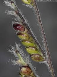 Image result for Eriochloa