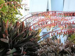 Gasteria roots are typically succulent and short and vary in thickness and numbers from season to from left to right: Gasteria Carinata Var Verrucosa World Of Succulents