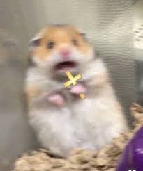 Pin By Amari On Wholesome Memes Cute Animal Memes Funny Animal Memes Funny Hamsters