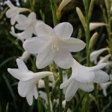 Watsonia Plant Images Plants African Plants