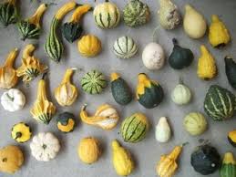 How To Identify Squash