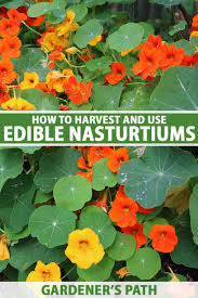 Image result for Nasturtium