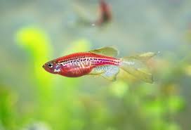 Pregnant Zebra Danio What To Look For What To Do Guide