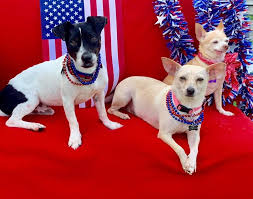 The organization has expanded its education and outreach efforts beyond the city. Happy Independence Day From Leon Austin Dog Rescue Facebook