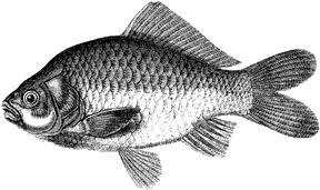 Fish Drawings Are Easy And Fun Fish Sketch Fish Illustration Koi Fish Drawing