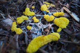 I hadn't until it showed up in my mulch. Getting Rid Of Slime Mold Thriftyfun