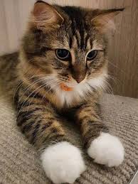 Pin By Melisa Yildiz On Felinos In 2020 Pretty Cats Cute Cats Cute Animals