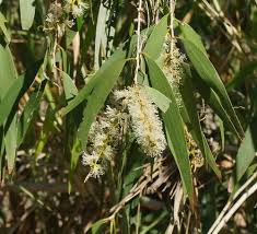 Image result for Melaleuca leucadendron