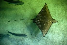 Jared's most hated nemesis the stingray. Stingray With Fish By Eamer Jungledragon
