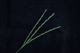 Image result for Arthraxon