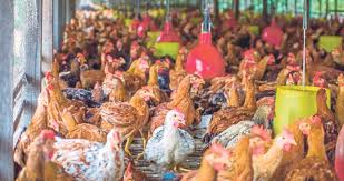 See more of pembekal anak ayam daging broiler on facebook. Bekal Ayam Kampung Organik