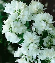 Jasmin garten in aachen liefert dir leckere chinesische spezialitäten direkt nach hause. Jasmin Pflanze Bauern Jasmin Bei Baldur Garten Online Kaufen