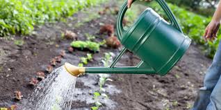 Garten bewässern wann, wie oft und wieviel? Tipps Fur Die Richtige Bewasserung Dehner