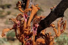 Image result for Phragmanthera