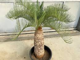 Image result for Albuca sp. no. 1