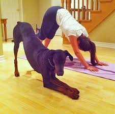 Doberman Yoga Lol Dog Doing Yoga Dog Yoga Downward Dog