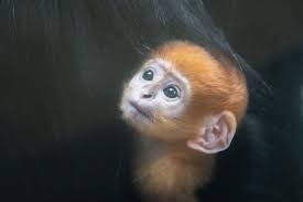 Birth announcement! Cleveland Metroparks Zoo recently welcomed a Francois  langur baby