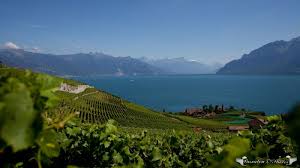Lac Leman Plant Nature Photos Pascalou Photos Nature Photos Photo Nature