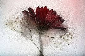 Mo Devlin Mist On Maroon Floral Prints Art Floral Art Canvas Giclee