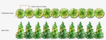 And having to first clear away ivy and some junk before planting. Single Row Of Trees Leyland Cypress Tree Spacing Png Image Transparent Png Free Download On Seekpng