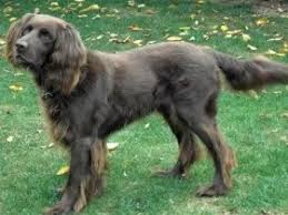 Image result for výmarský dlouhosrstý ohař