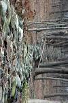 Stone Walls of New England -