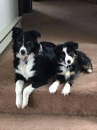 Australian Shepherds Boy And Girl Dogs And Puppies Beautiful Dogs Collie Dog