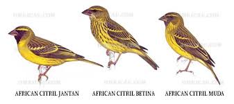 Scopri ricette, idee per la casa, consigli di stile e altre idee da provare. Perawatan Dan Penangkaran Burung Citril Afrika Om Kicau