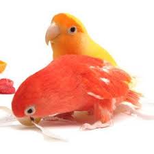 Bird Aviary For Sale Durban Knowing Your Pet Bird S Gender Can Tell You More About Your Bird Than Simply What To Name It Pet Birds Pet Bird Birds