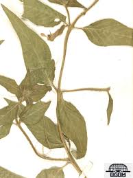 Image result for Lythraceae