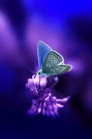The perfect yellow butterfly flowers animated gif for your conversation. Gifs Beautiful Butterflies 120 Pieces Of Animated Pictures