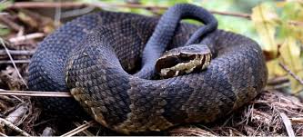 Florida is home to about 50 species of native snakes, six of which are venomous (snakes are not poisonous—poisonous refers to something that is toxic when ingested). 7 Types Of Venomous Snakes Found In Florida Id Guide Bird Watching Hq