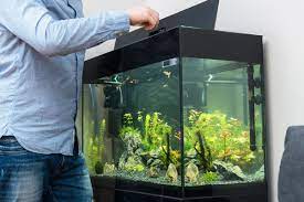 Ab wann ihr fische und pflanzen in euer neues aquarium setzen könnt! Fische Richtig In Das Aquarium Einsetzen Herz Fur Tiere Herz Fuer Tiere De